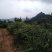 土地出租，最适合油樟生长的山地
