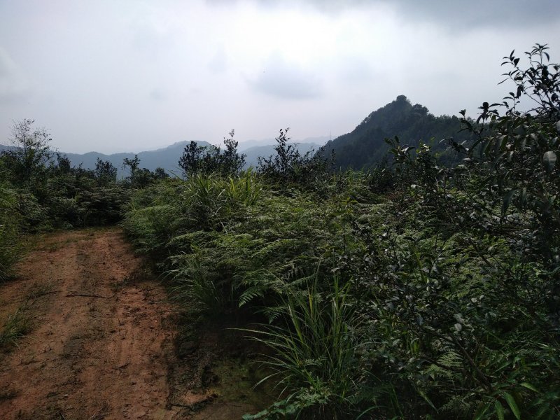 土地出租，最适合油樟生长的山地