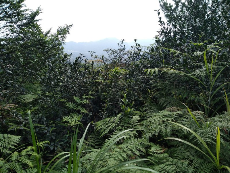土地出租，最适合油樟生长的山地
