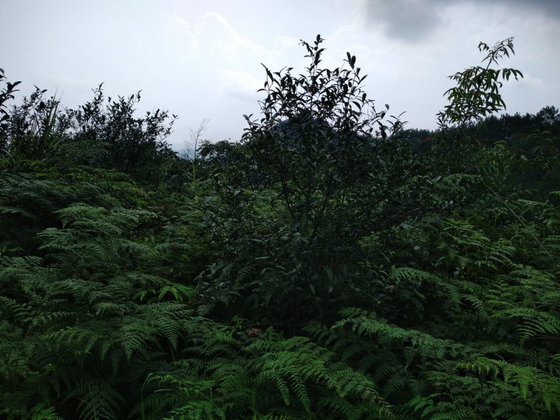 土地出租，最适合油樟生长的山地