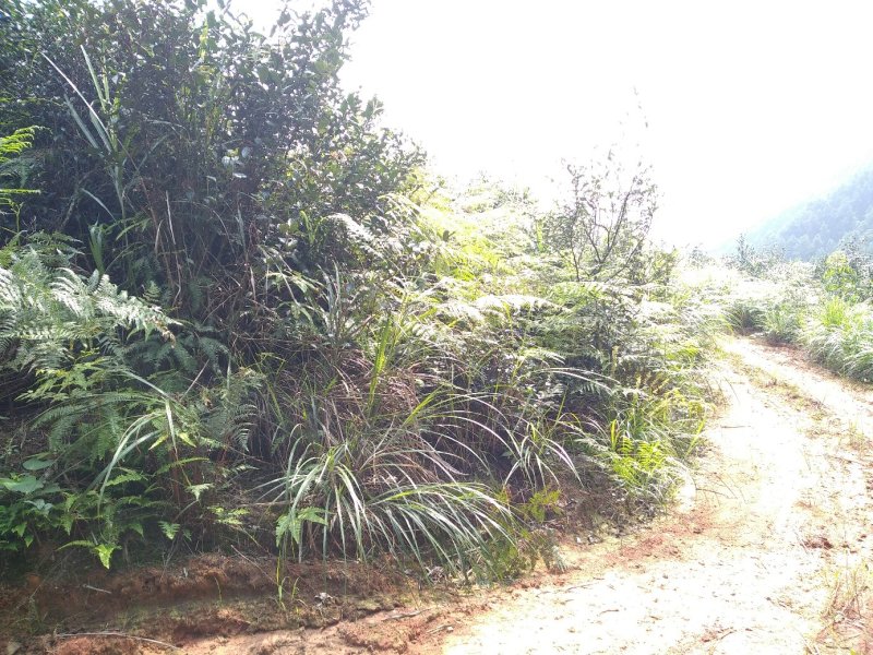 土地出租，最适合油樟生长的山地