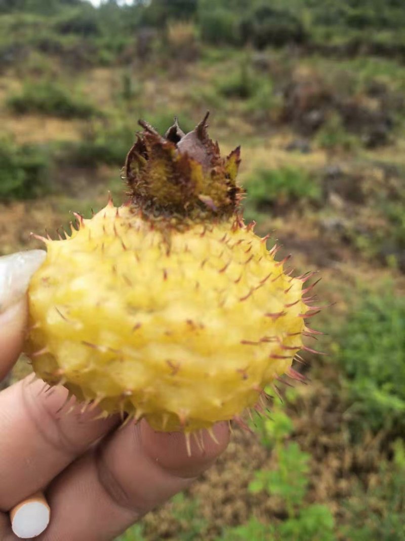 出售新鲜刺梨果