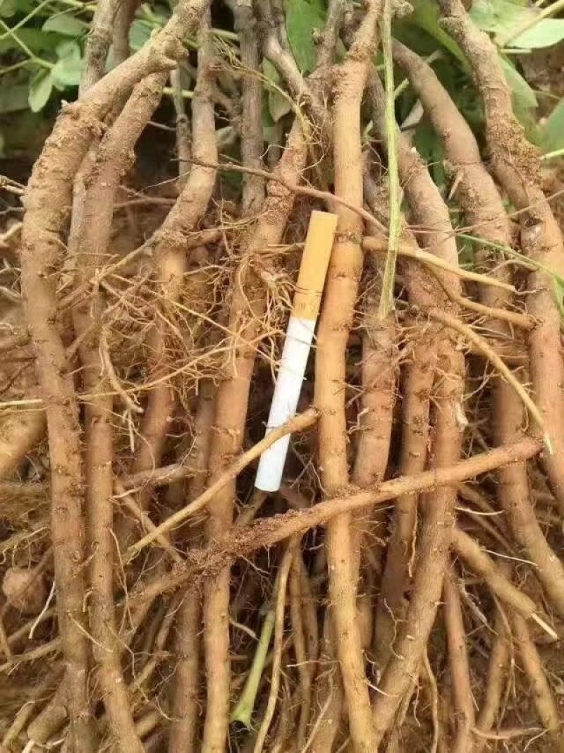 牡丹苗三年苗，各种规格的牡丹苗。