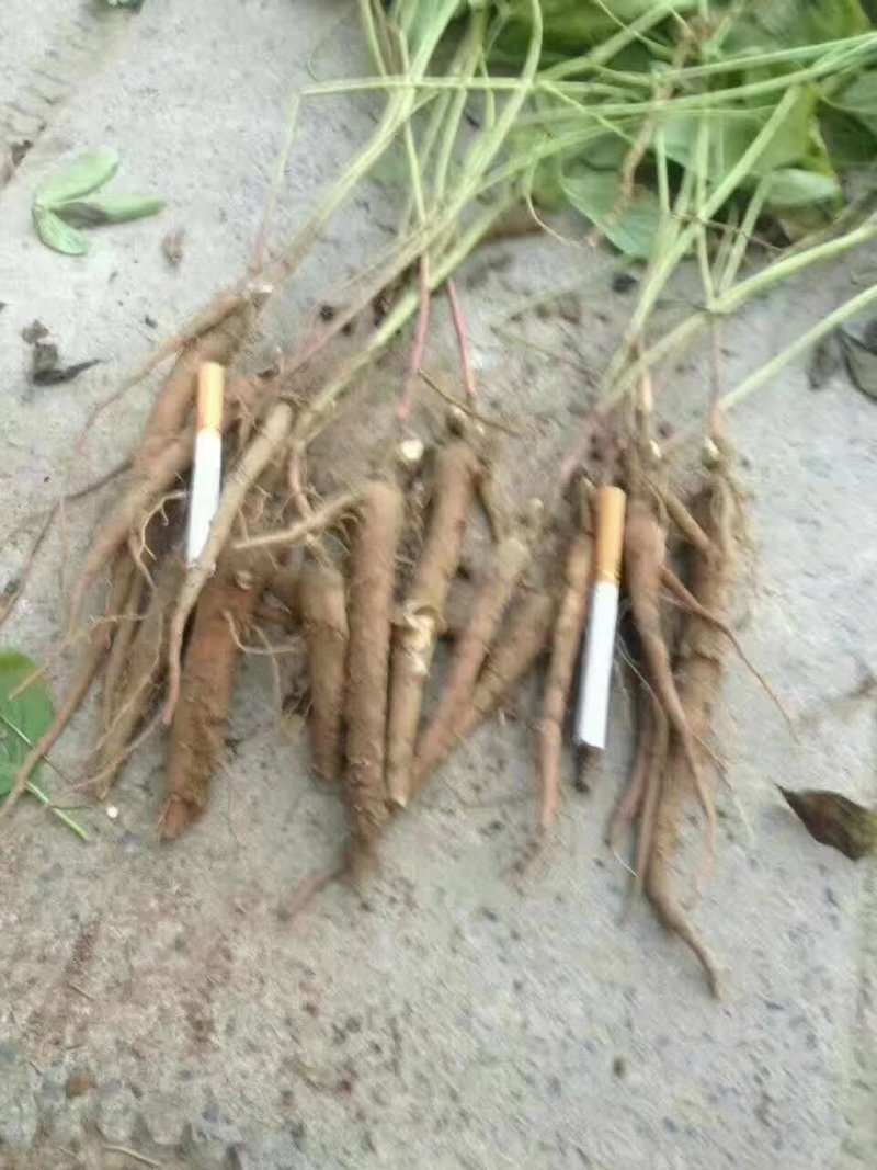牡丹苗三年苗，各种规格的牡丹苗。