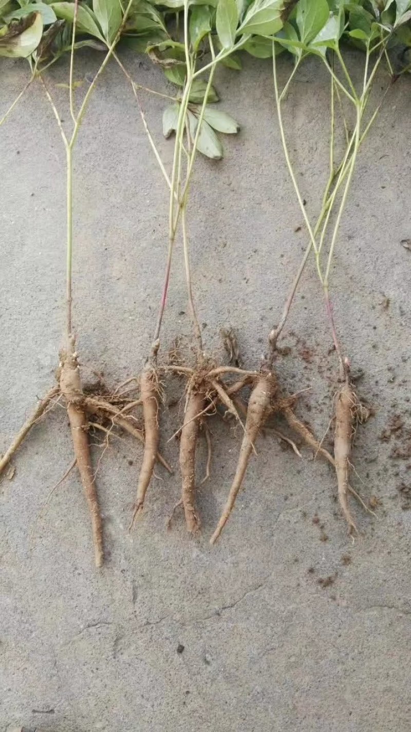 牡丹苗三年苗，各种规格的牡丹苗。
