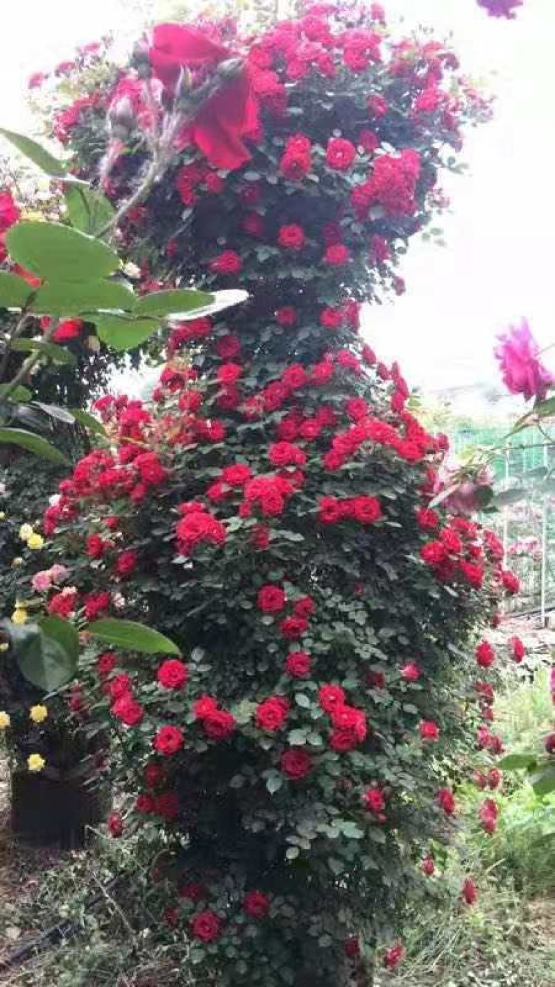 河南南阳供应月季花瓶，1米到2.5米