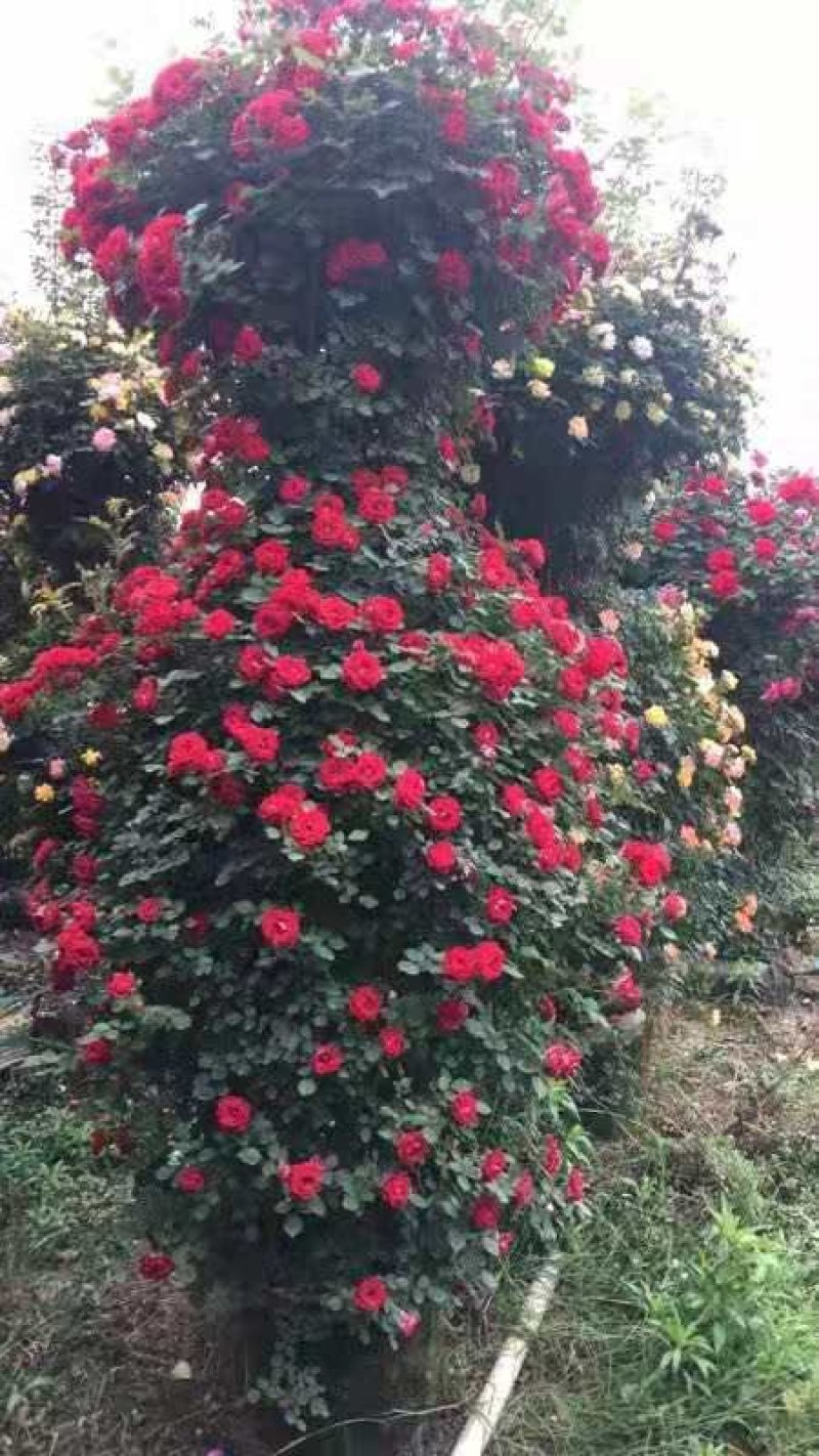 河南南阳供应月季花瓶，1米到2.5米