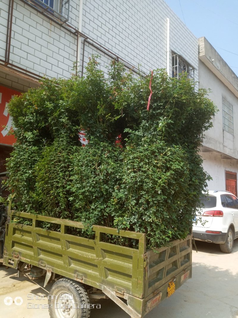 河南南阳供应月季花瓶，1米到2.5米