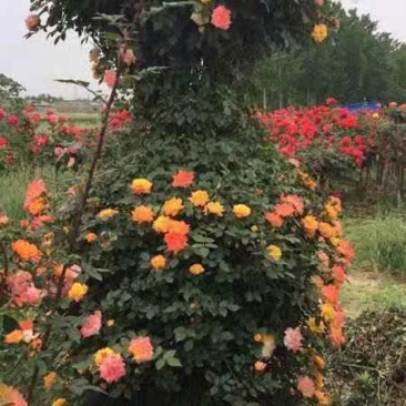 河南南阳供应月季花瓶，1米到2.5米