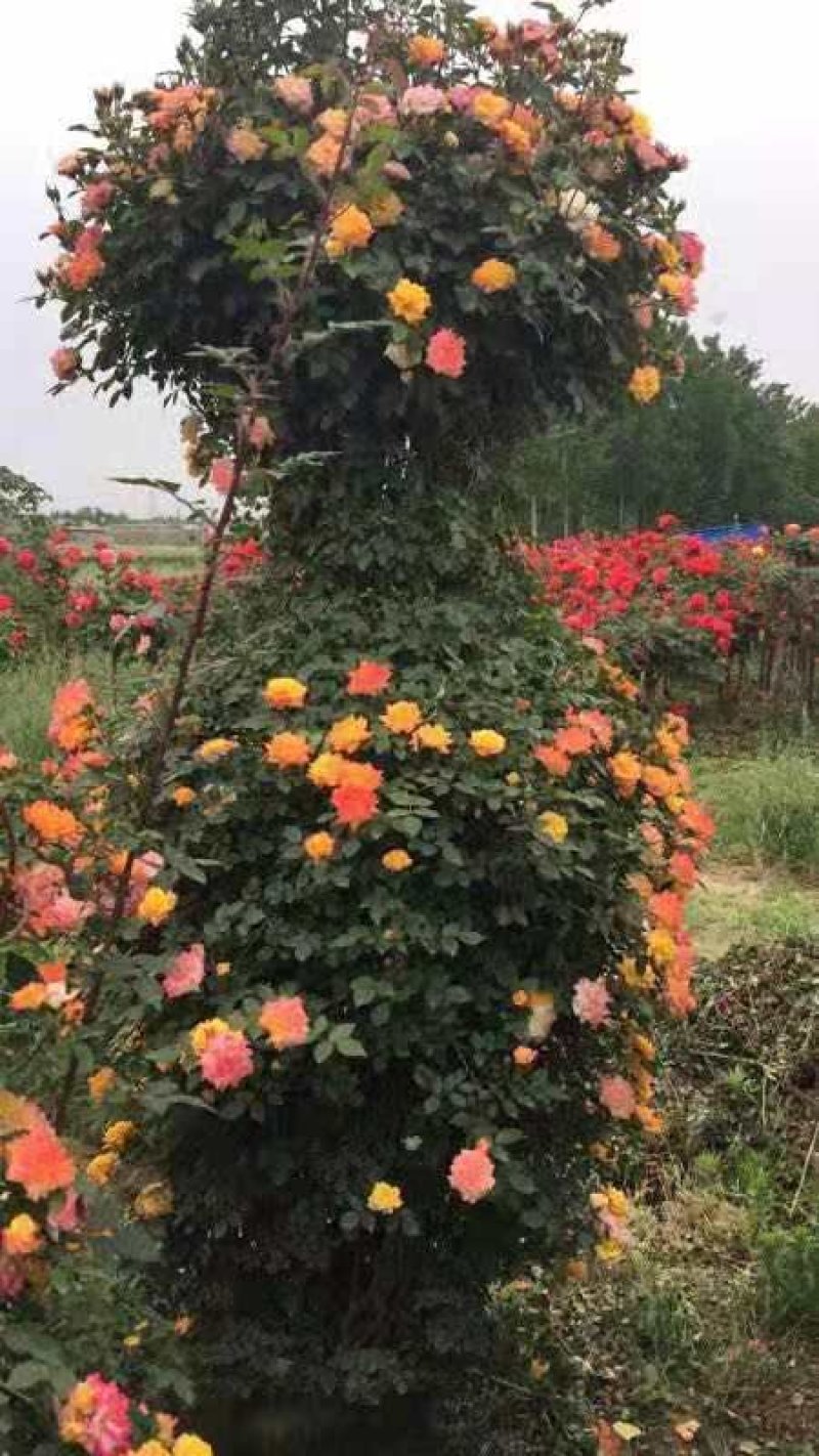 河南南阳供应月季花瓶，1米到2.5米