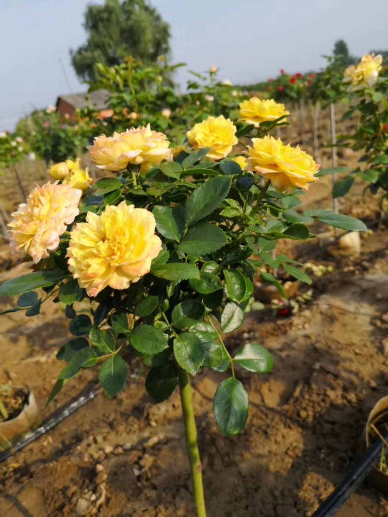青杆月季，青杆大小花月季