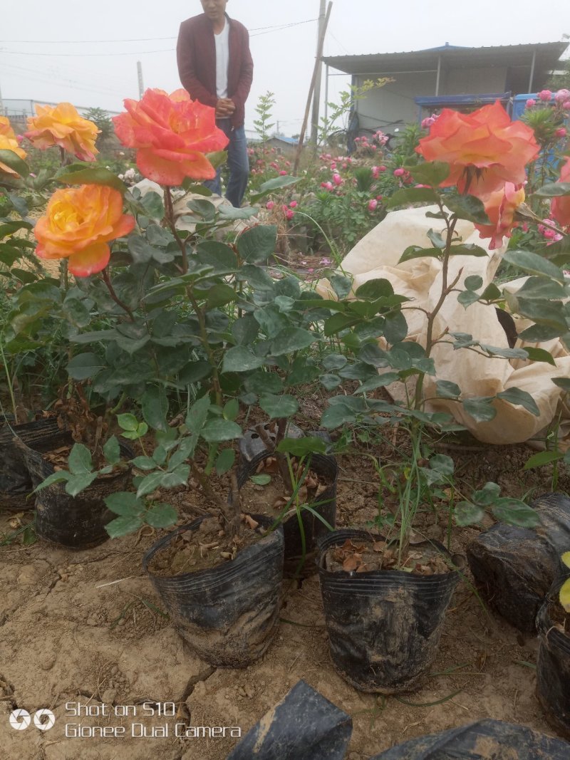营养杯月季苗大花月季苗，丰花月季，保证质量