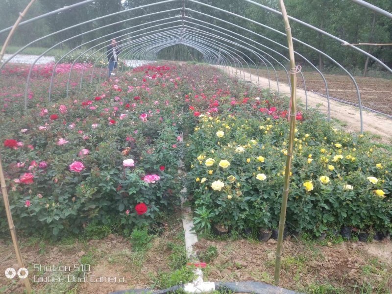 营养杯月季苗大花月季苗，丰花月季，保证质量