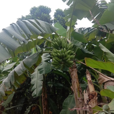 大蕉自家大蕉大量供应