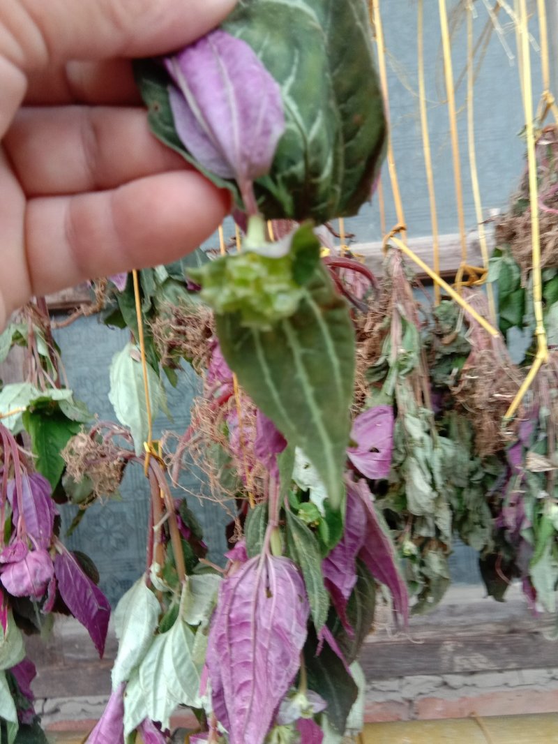 风柜斗草，风谷草，月亮山纯野生货。