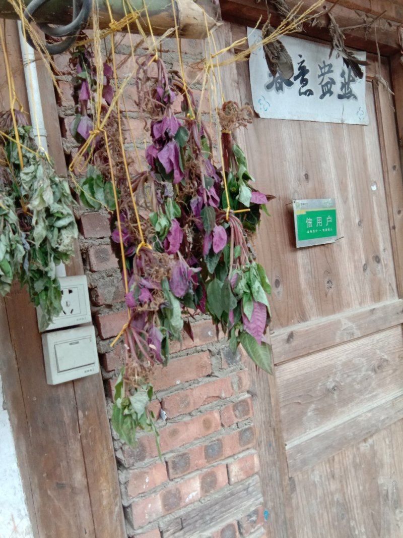 风柜斗草，风谷草，月亮山纯野生货。