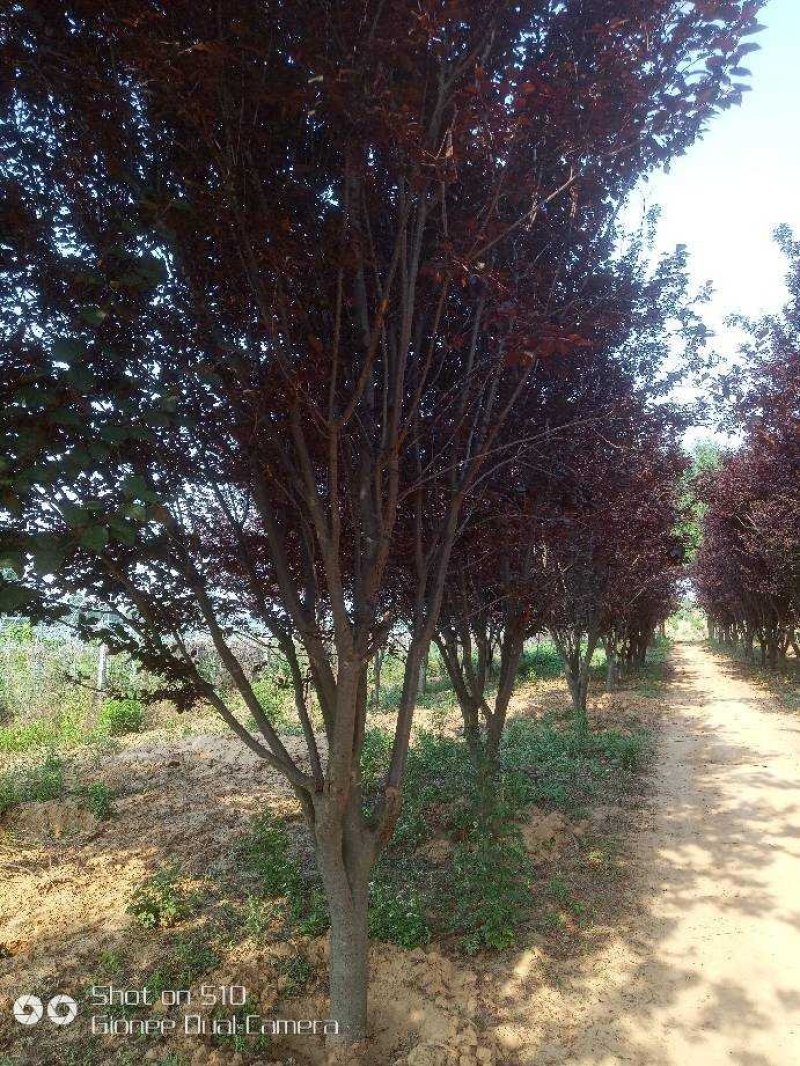 河南南阳供应各种规格紫叶李，大量现货，，，