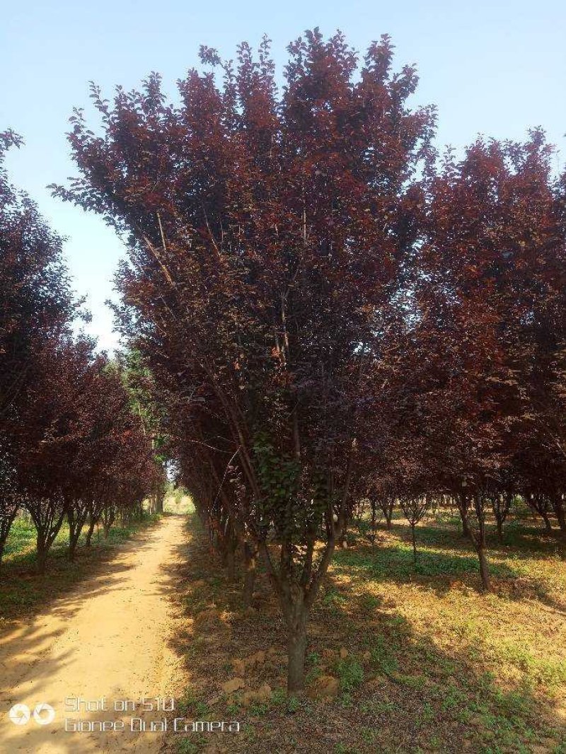 河南南阳供应各种规格紫叶李，大量现货，，，