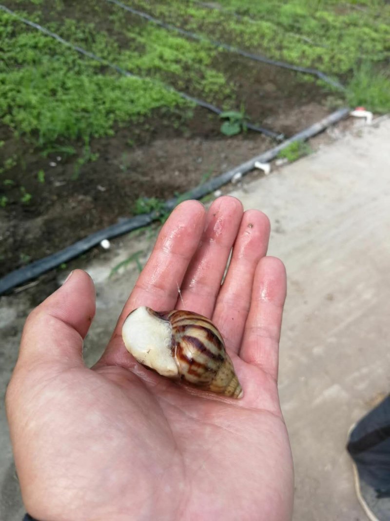 白玉蜗牛