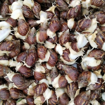 白玉蜗牛