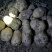 福田90土豆🥔，