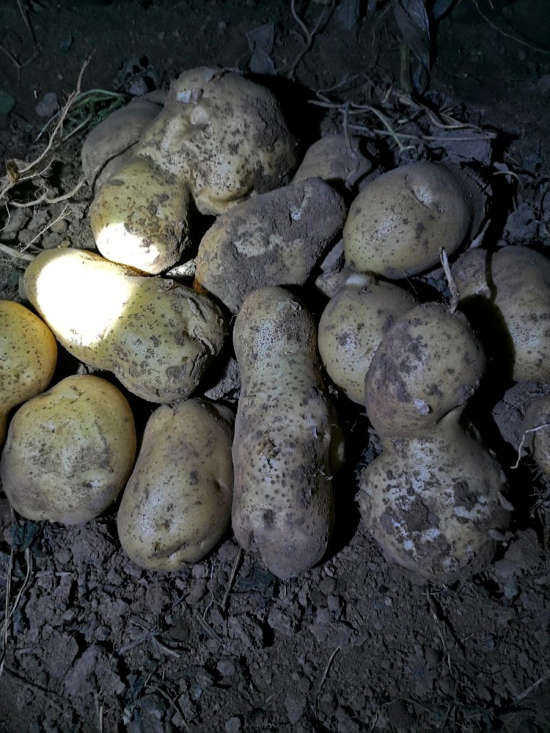 福田90土豆🥔，