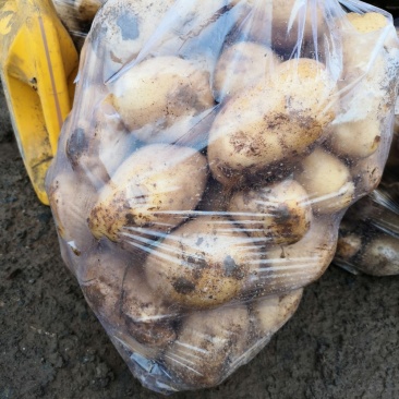 福田90土豆🥔，