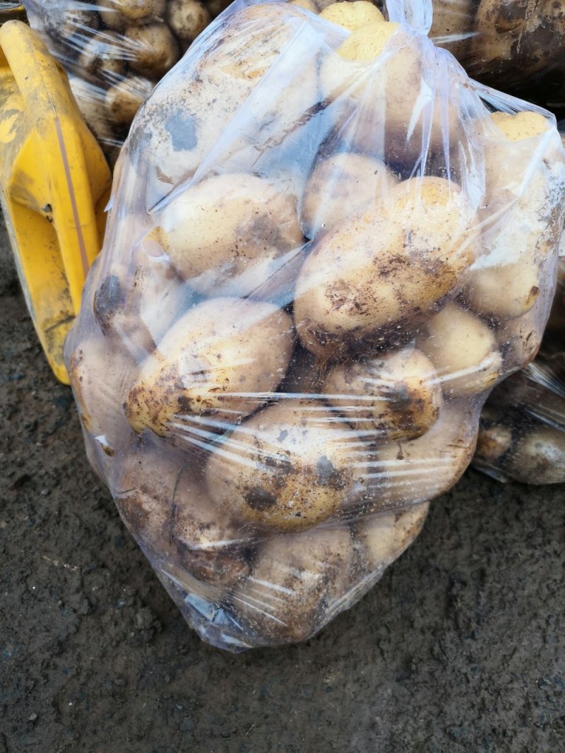 福田90土豆🥔，