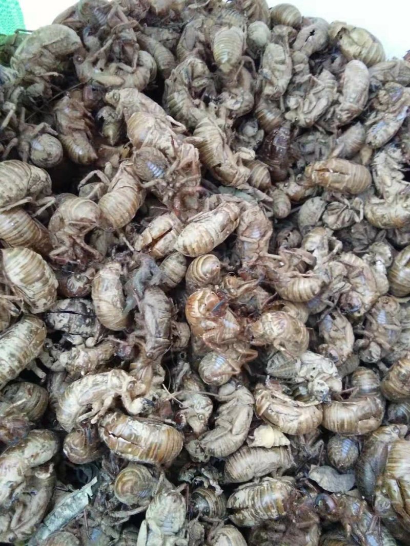 蝉蜕，大山当地自产自销含量达标大家好，我来自陕西省咸阳市