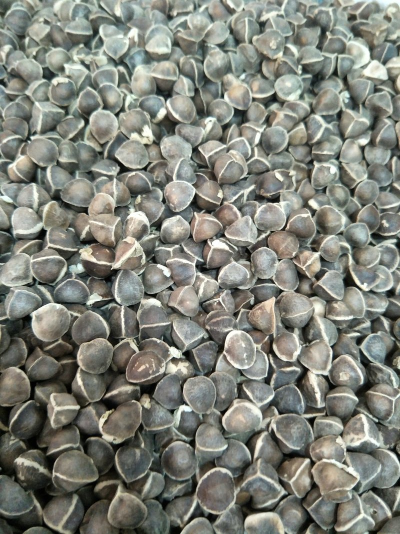 辣木籽产地直销量大从优大量批发