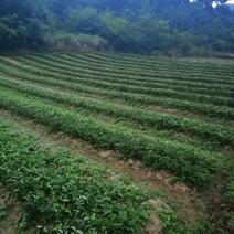 高山脱毒草莓苗（红玉）成活率高花芽分化早