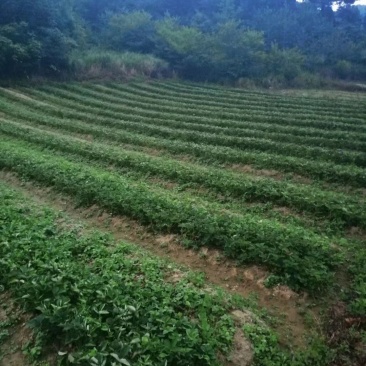 高山脱毒草莓苗（红玉）成活率高花芽分化早