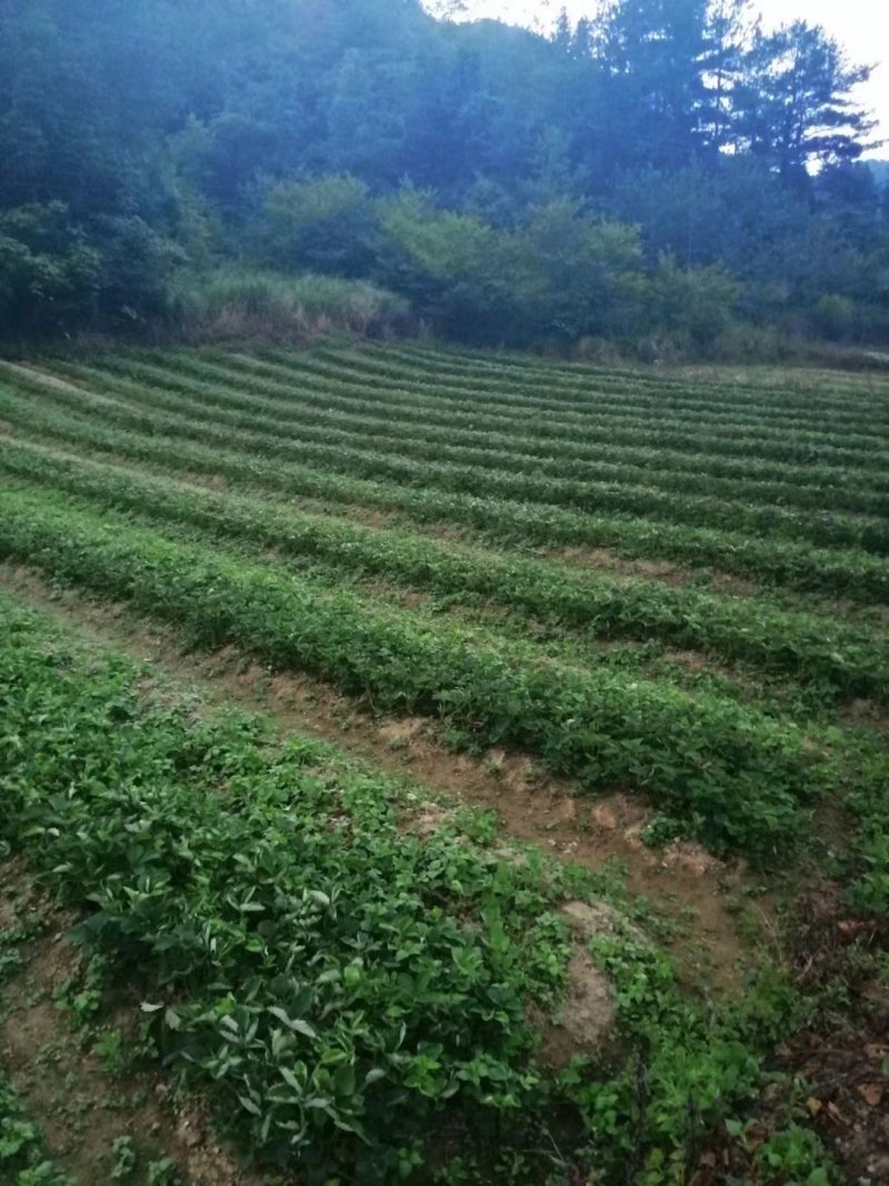 高山脱毒草莓苗（红玉）成活率高花芽分化早