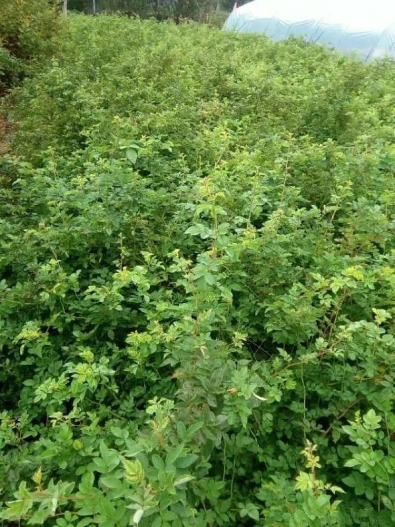 江苏沭阳无刺蔷薇基地供应价格优惠苗圃大量供应