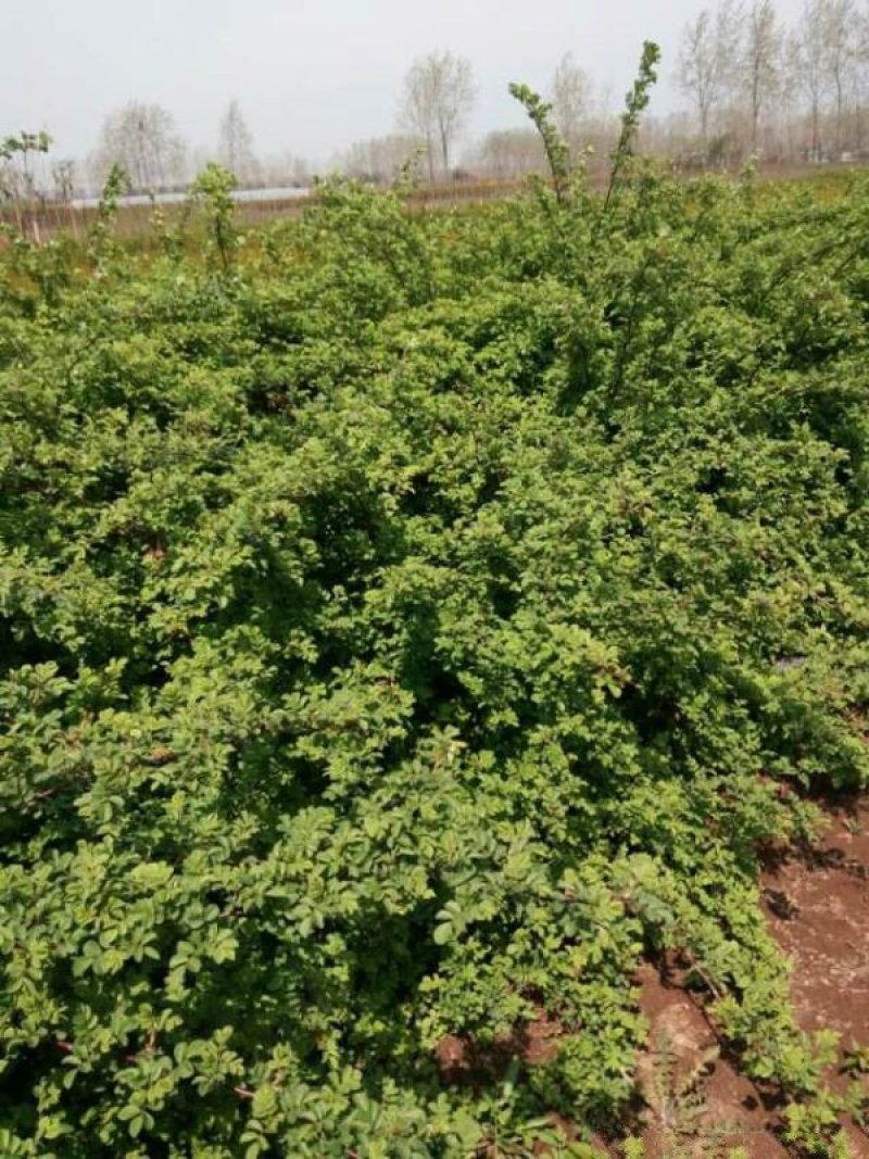 江苏沭阳无刺蔷薇基地供应价格优惠苗圃大量供应