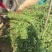 江苏沭阳无刺蔷薇基地供应价格优惠苗圃大量供应
