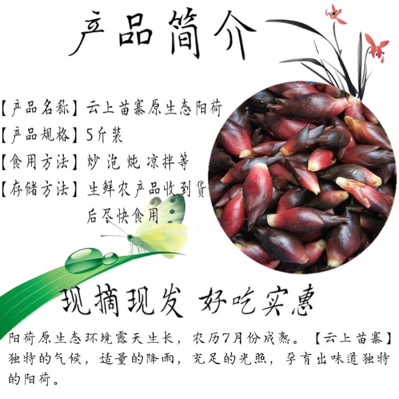 阳荷新鲜阳霍洋荷洋霍