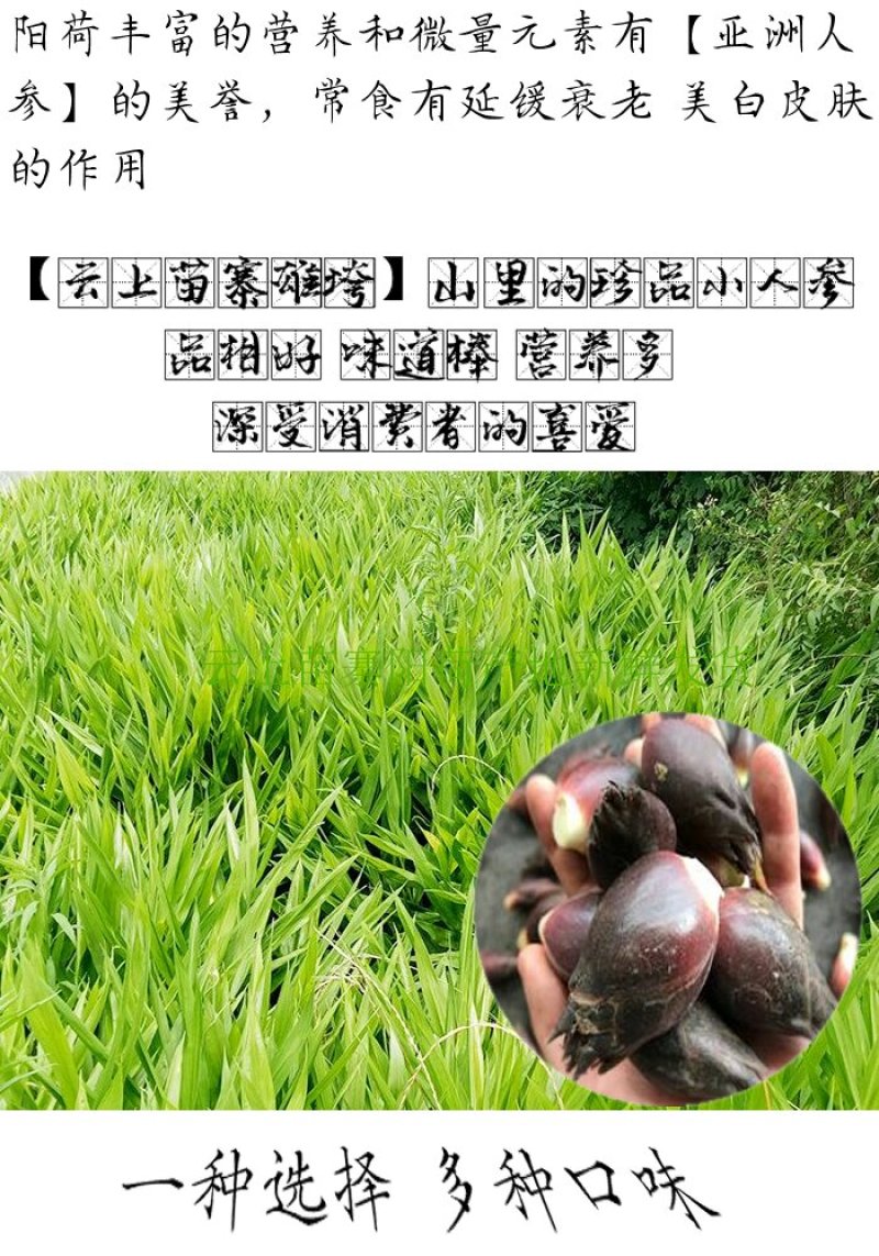 阳荷新鲜阳霍洋荷洋霍
