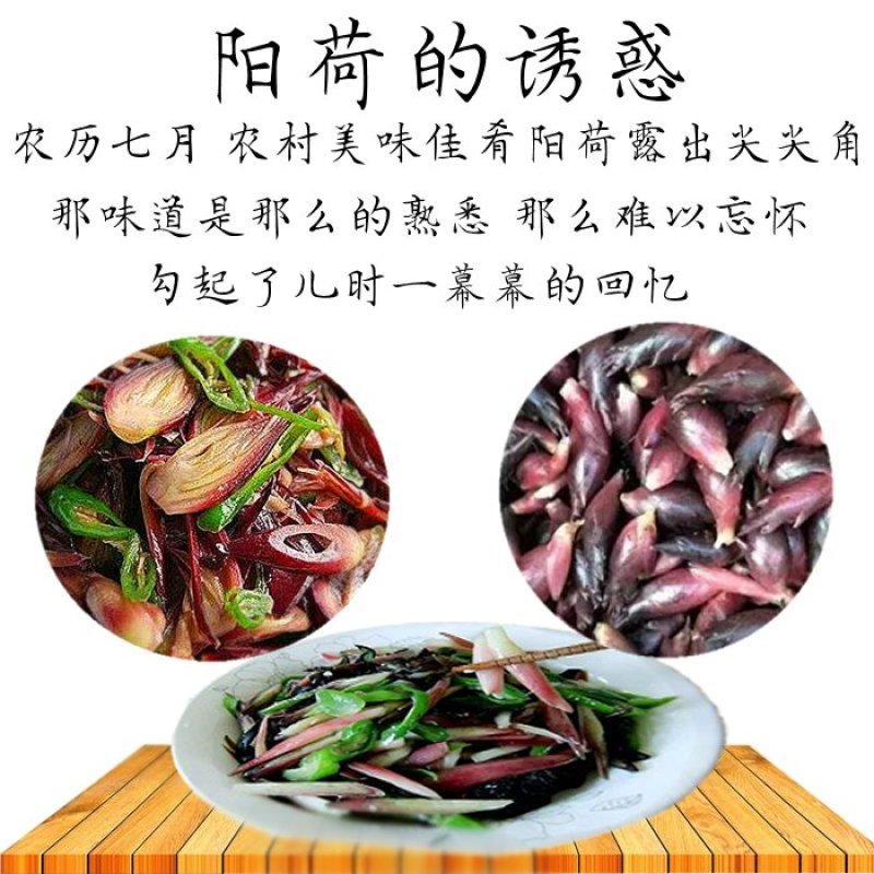阳荷新鲜阳霍洋荷洋霍