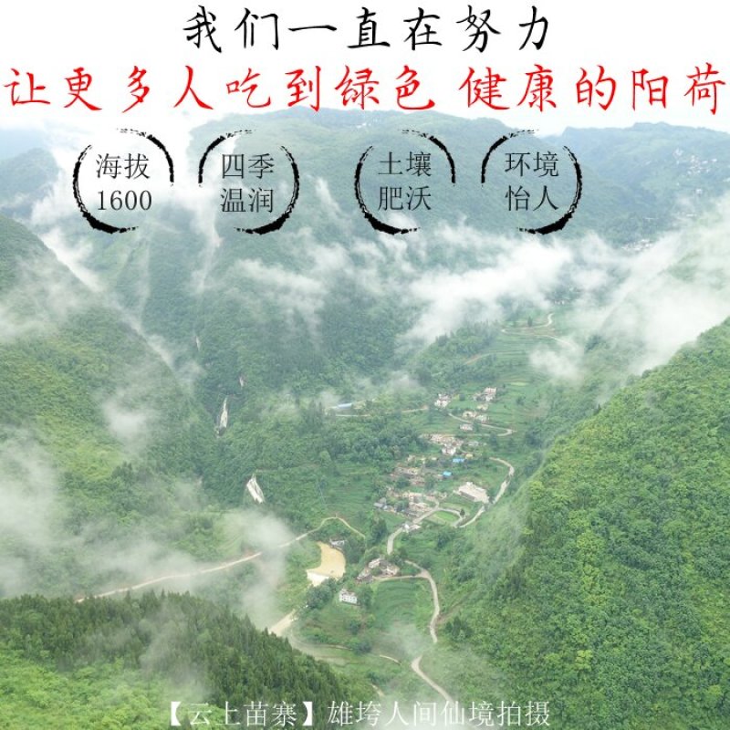 阳荷新鲜阳霍洋荷洋霍