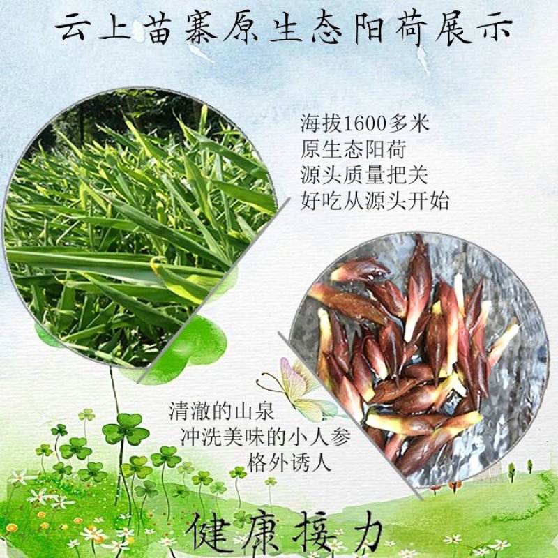 阳荷新鲜阳霍洋荷洋霍