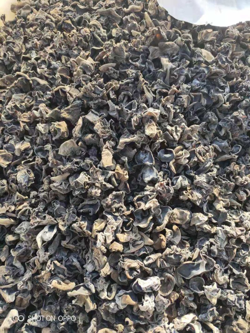 黑木耳