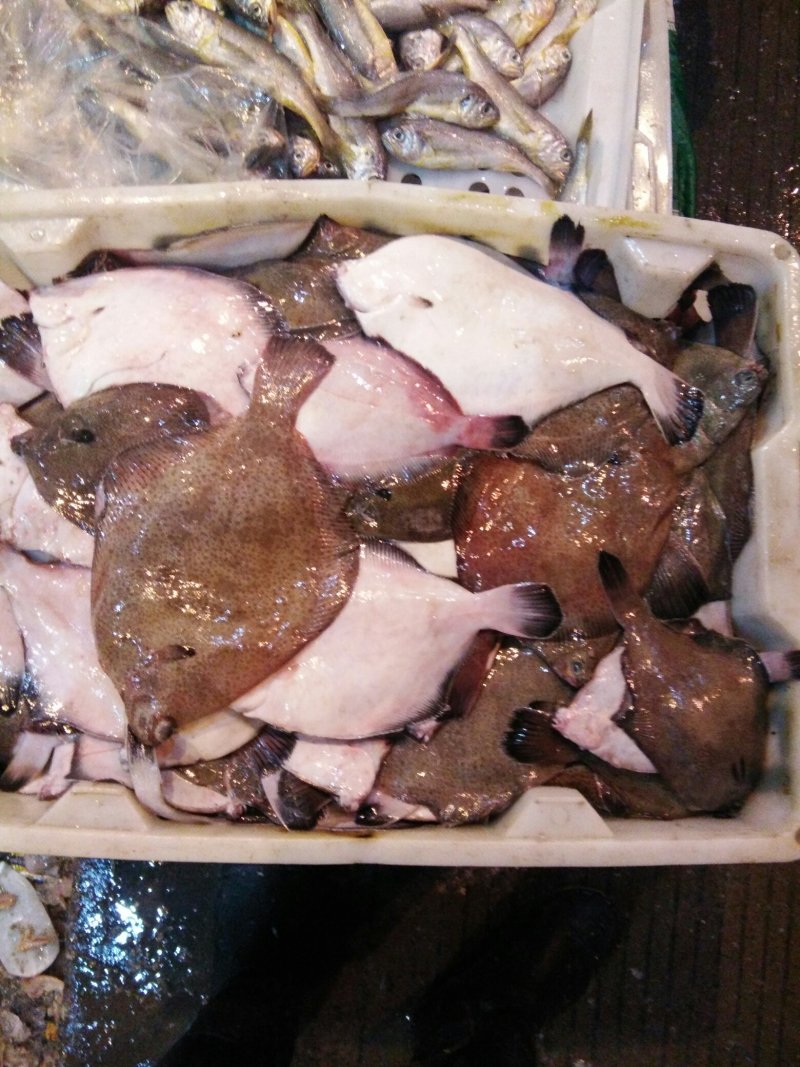 多宝鱼