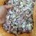 优质苔蒜川蒜红根蒜苗！！精品川蒜种子，硬叶蒜种。