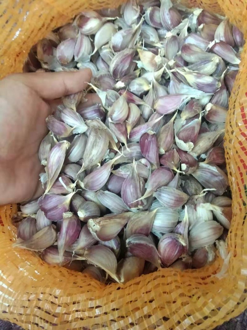 优质苔蒜川蒜红根蒜苗！！精品川蒜种子，硬叶蒜种。
