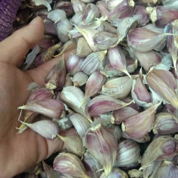 优质苔蒜川蒜红根蒜苗！！精品川蒜种子，硬叶蒜种。