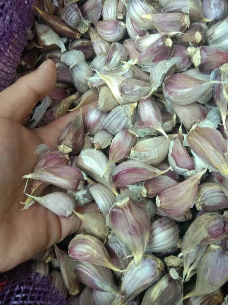 优质苔蒜川蒜红根蒜苗！！精品川蒜种子，硬叶蒜种。