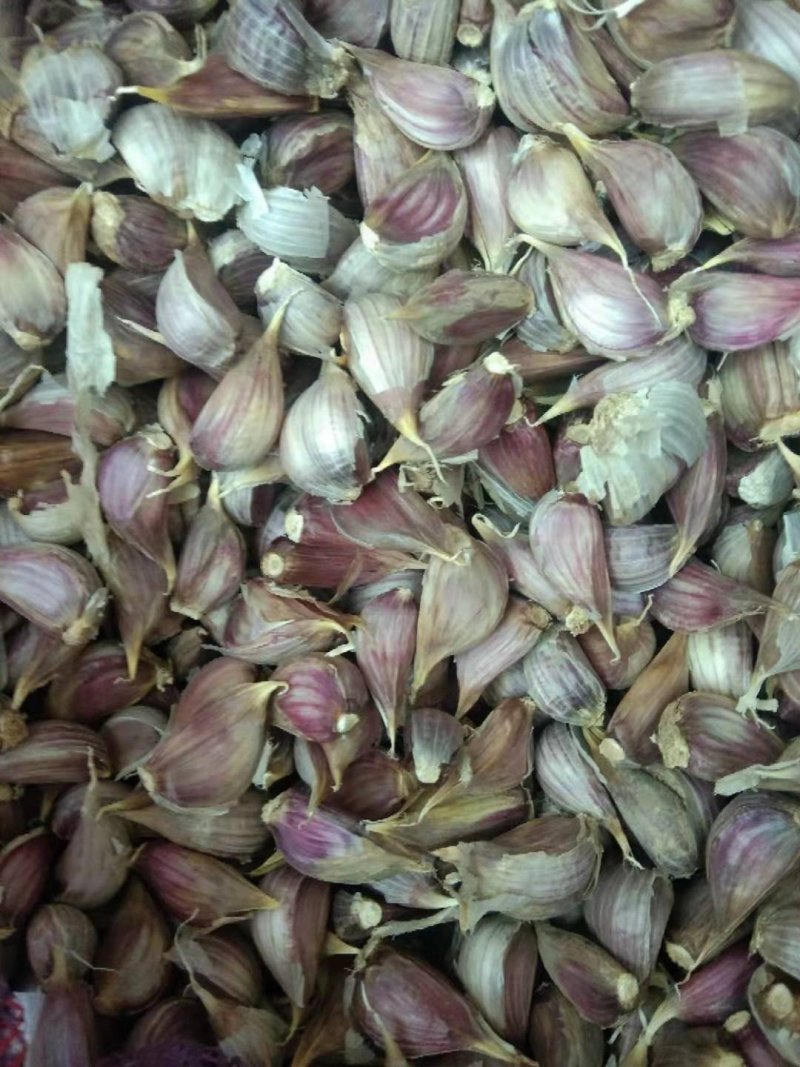 优质苔蒜川蒜红根蒜苗！！精品川蒜种子，硬叶蒜种。