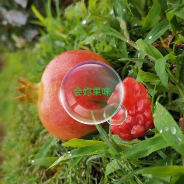 :突尼斯软子石榴