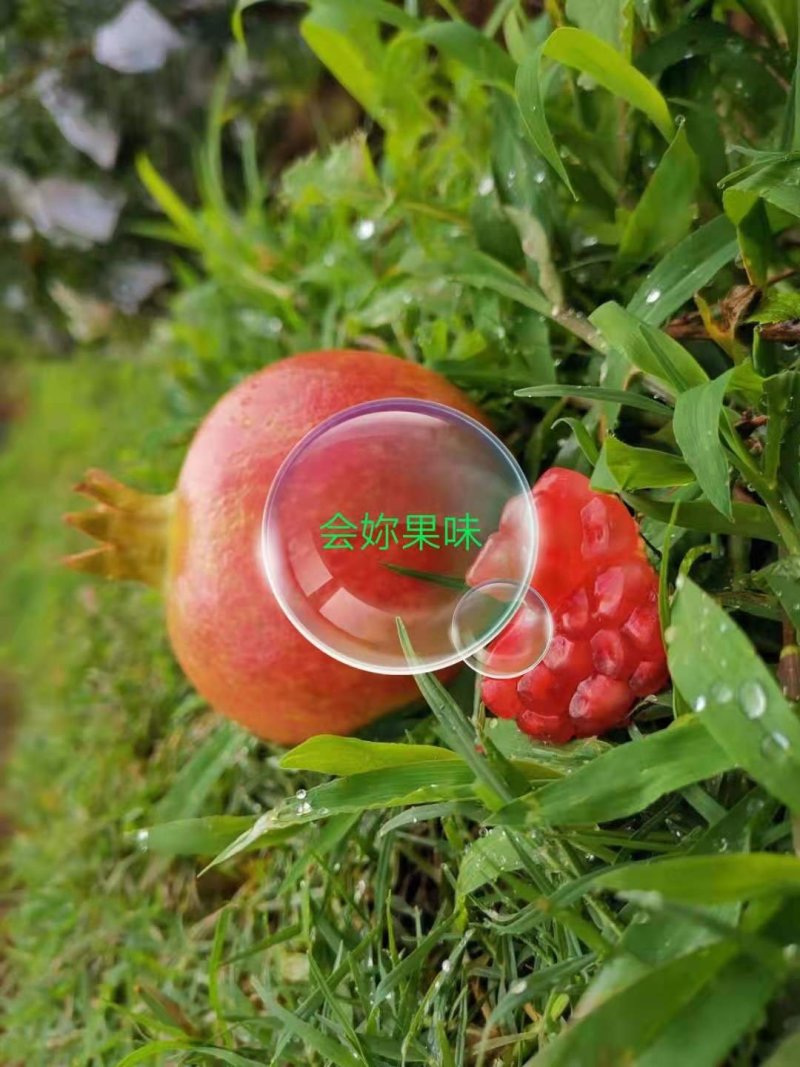 :突尼斯软子石榴